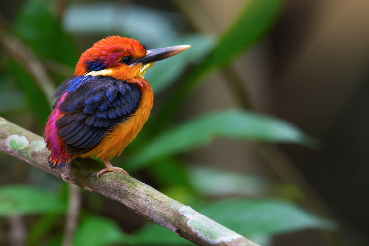 Close-up of oriental dwarf kingfisher perching on branch