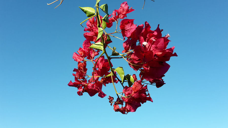 Low angle view of red flowering plant against clear blue sky