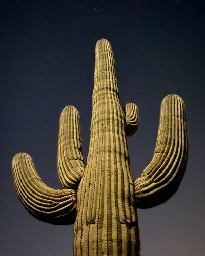 Low angle view of saguaro succulent plant against sky at night under full moon moonlight 