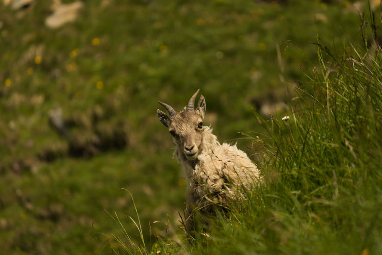 Mountain goat on grassy field