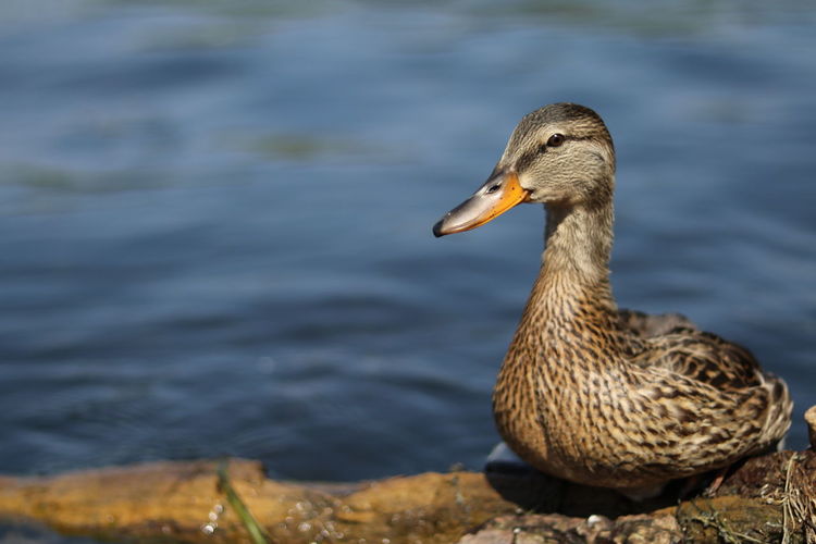 Close-up of duck at waterfront
