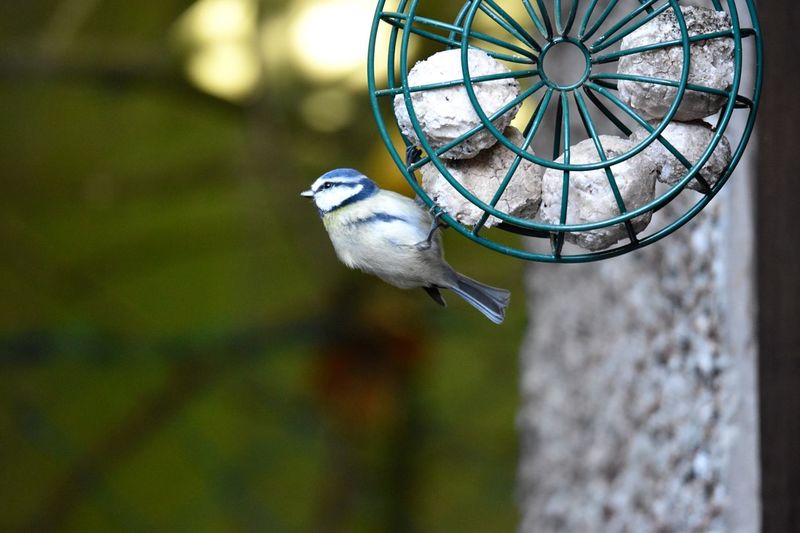 Close-up of bird perching on feeder