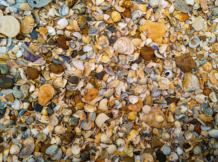 Close up ,over the top view ,of shells and pebbles on beach to form pattern and textured background