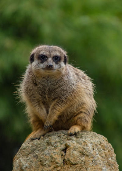 Portrait of meerkat sitting on rock in forest