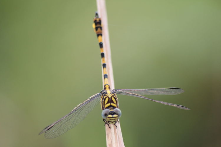 Learn to photograph macros with dragonflies in rice fields around the house