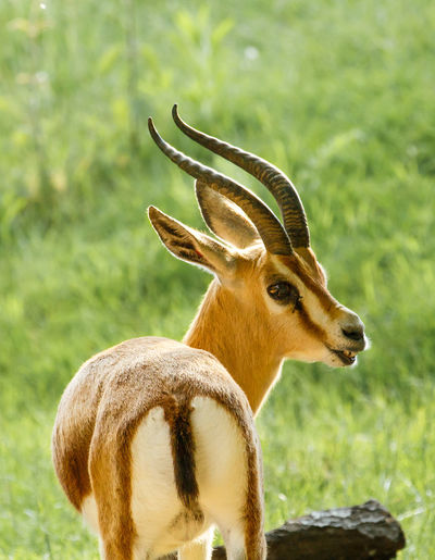 Gazelle on grassy field