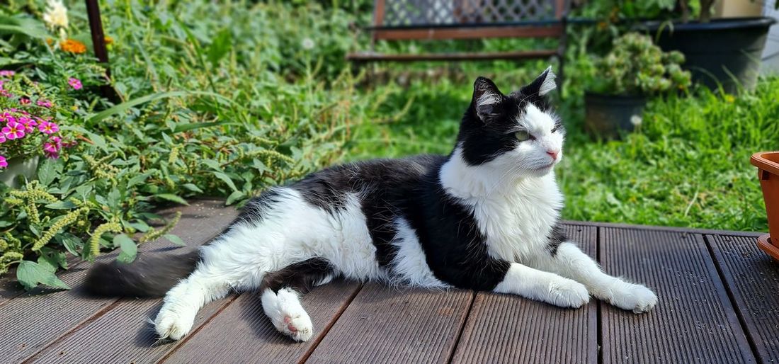 Close-up of cat