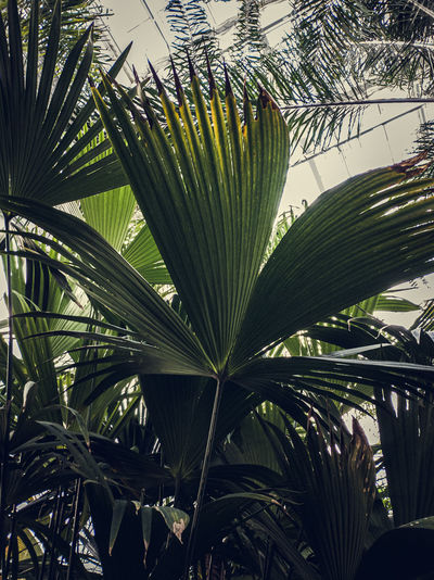 Low angle view of palm tree leaves