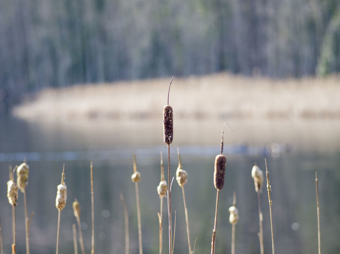 Close-up of plants against lake