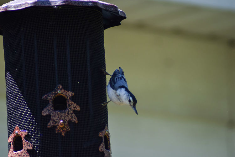 Low angle view of bird perching on a feeder