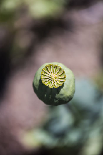 Close-up of poppy seed