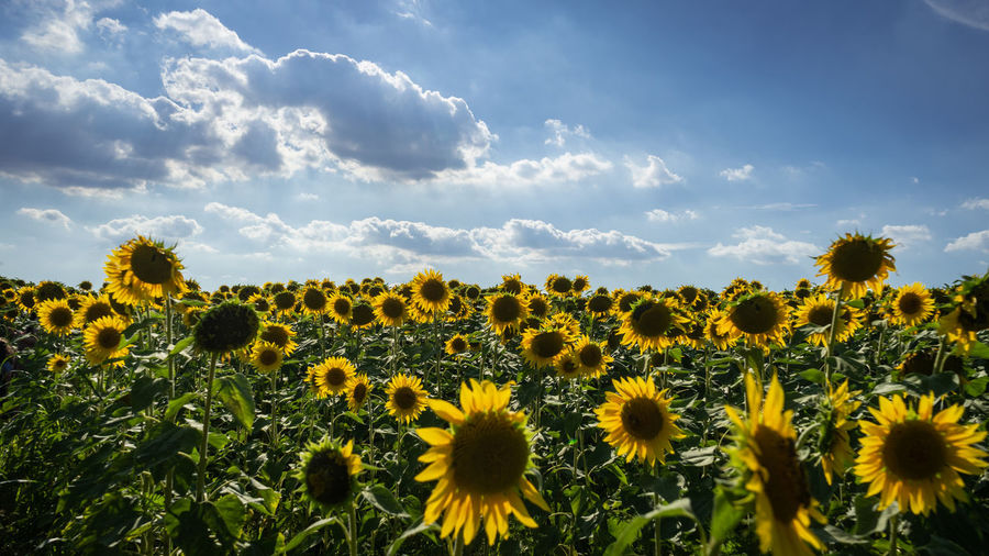 Sunflowers in field against sky
