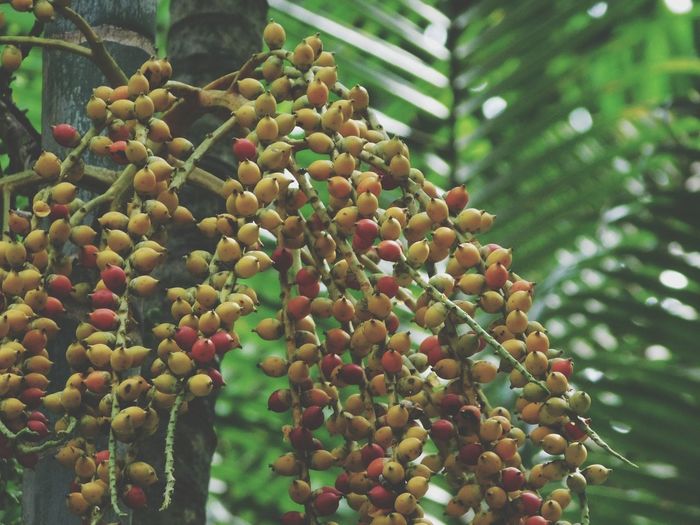 Close-up of berries growing on tree