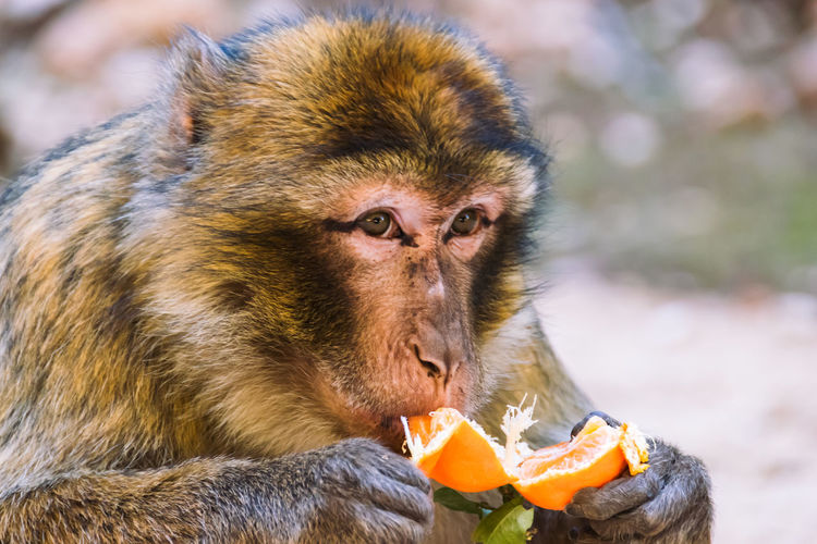 Close-up of monkey eating orange fruit