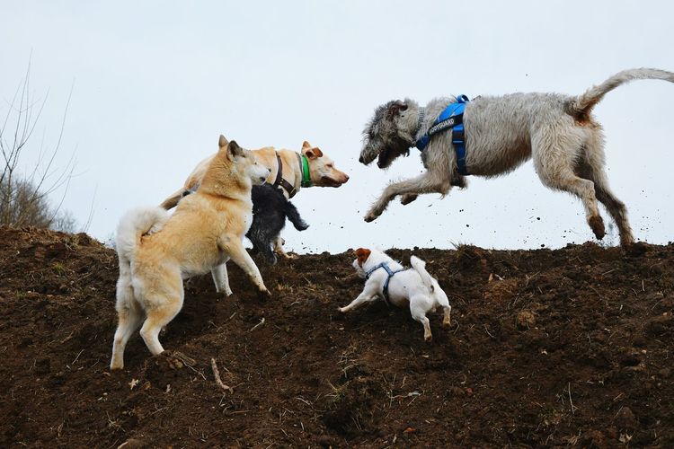 Dogs playing with dog