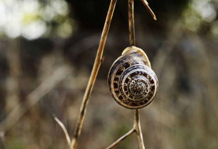 Brown coiled shell of land snail on twig , beautiful brown -white spiral
