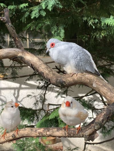 Two birds perching on branch