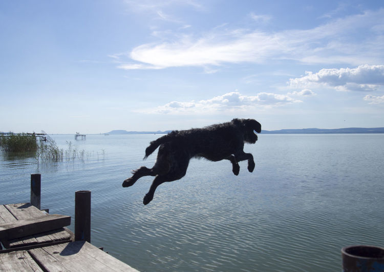 Dog jumping in lake against sky