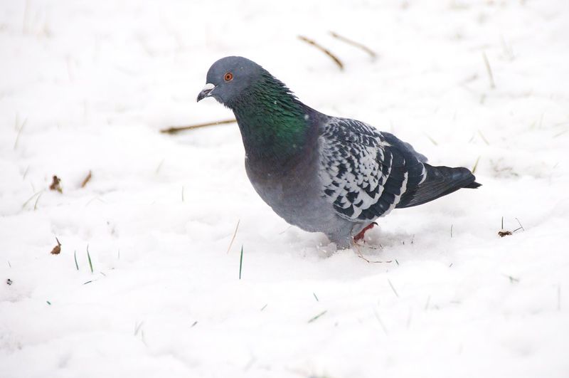 Close-up of a bird on snow covered land