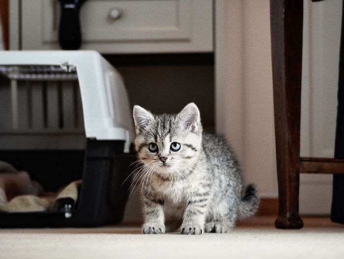 Portrait of kitten sitting at home