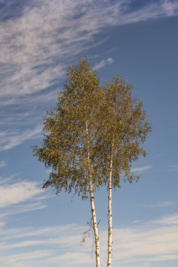 Scenic view of birch tree
