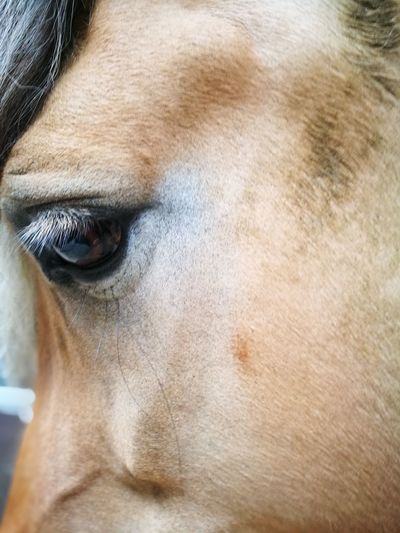 Close-up of horse eye