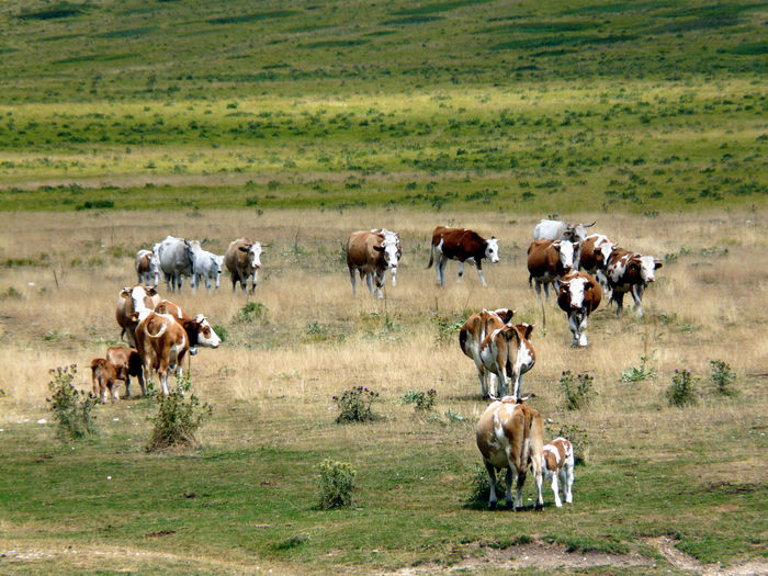 Cows and calves on field