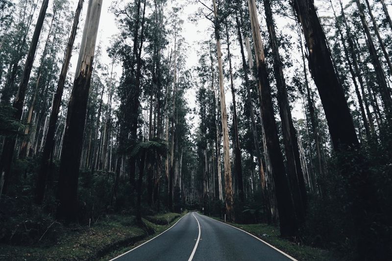 Country road passing through forest