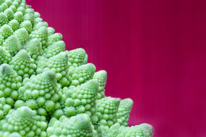 Close-up of romanesque broccoli against red background