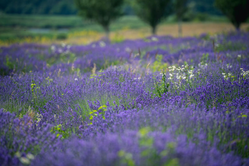 Lavender flowers in farm