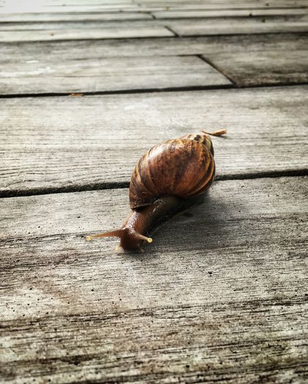 Close-up of snail on wooden table