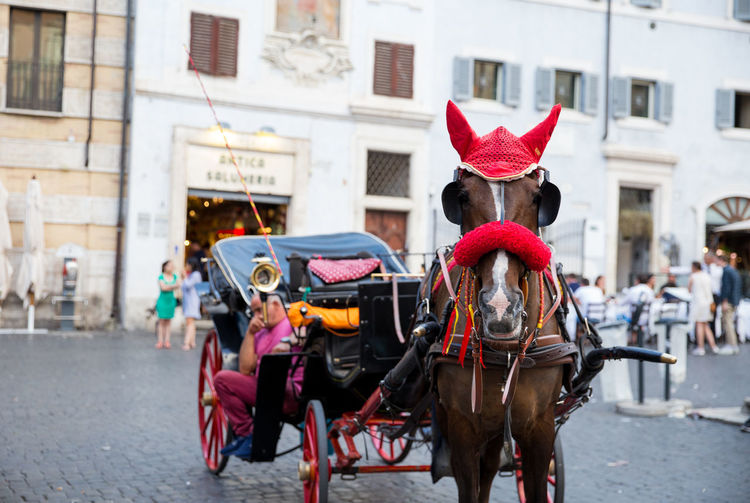 Horse cart on street