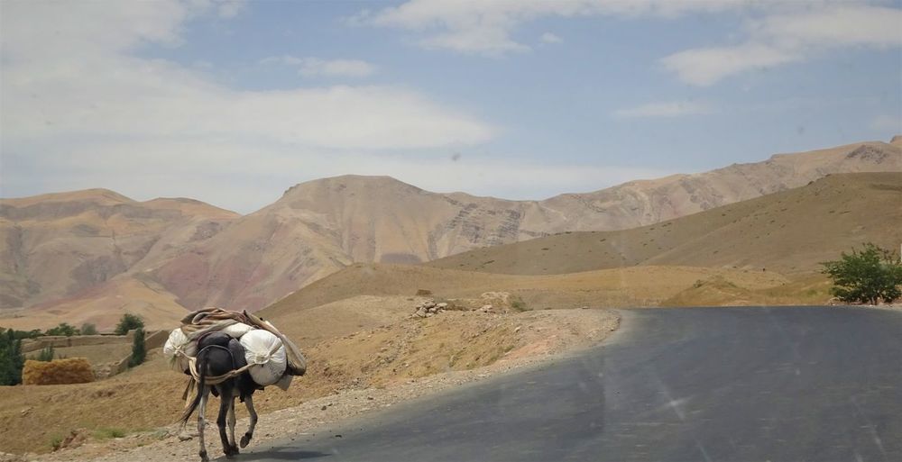 Donkey strolls the roads of afghanistan