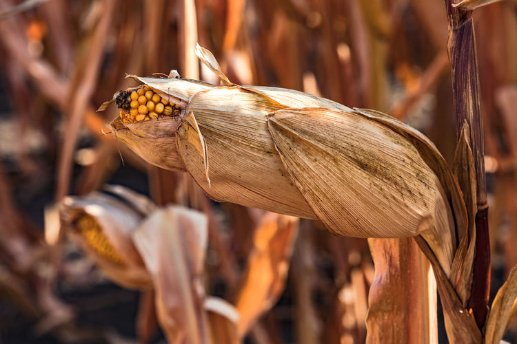 A corn stalk in autumn is waiting to be harvested after the dry summer