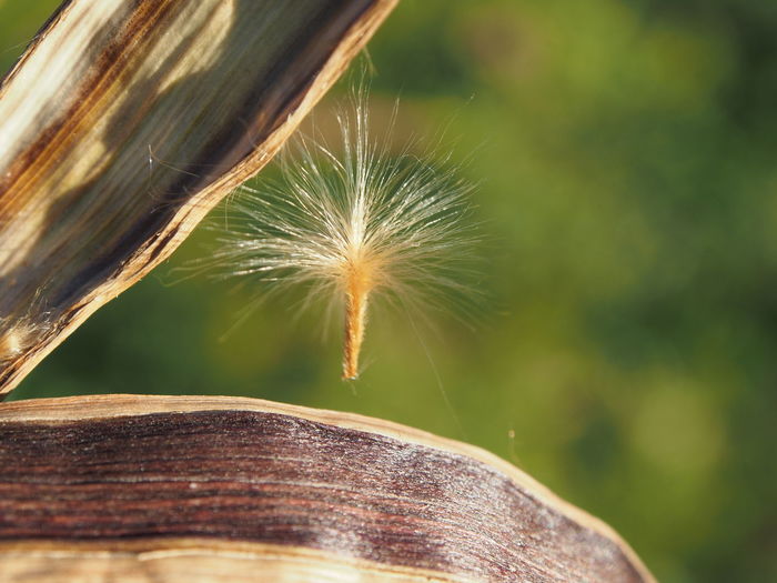 Close-up of dandelion on wood