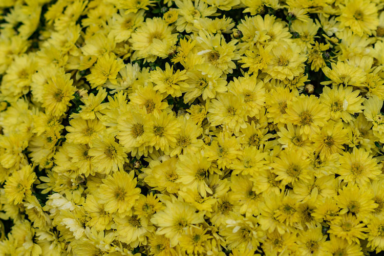 Chrysanthemum flowers as a background. field of yellow chrysanthemums after the rain. 