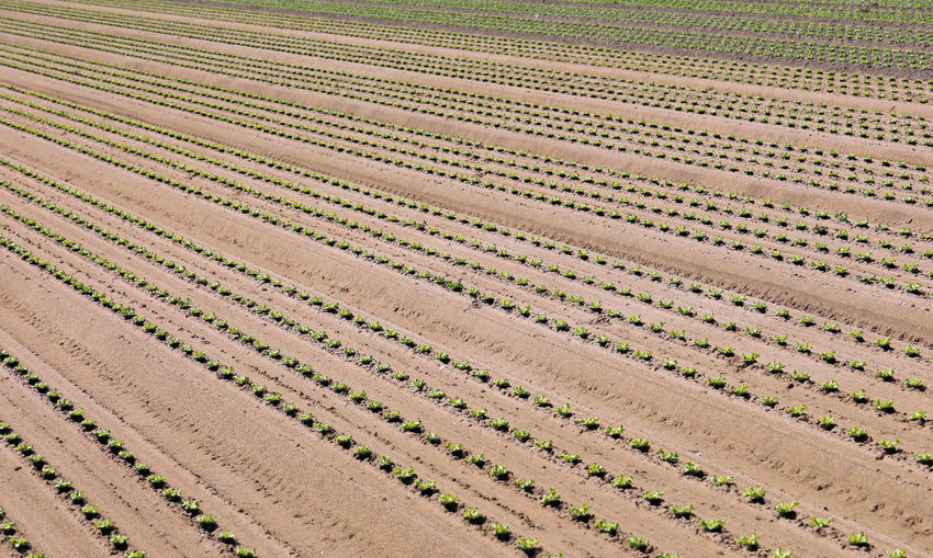 Fresh lettuce sprout in the sandy soil of an intensive vegetable cultivation