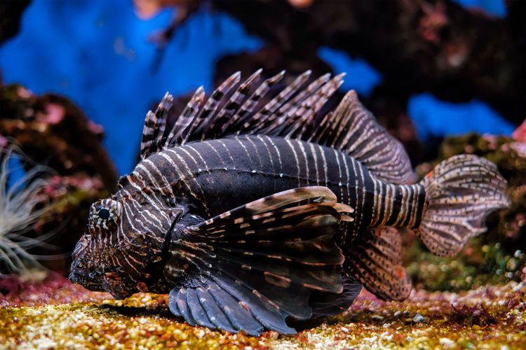 Close-up of fish swimming in water