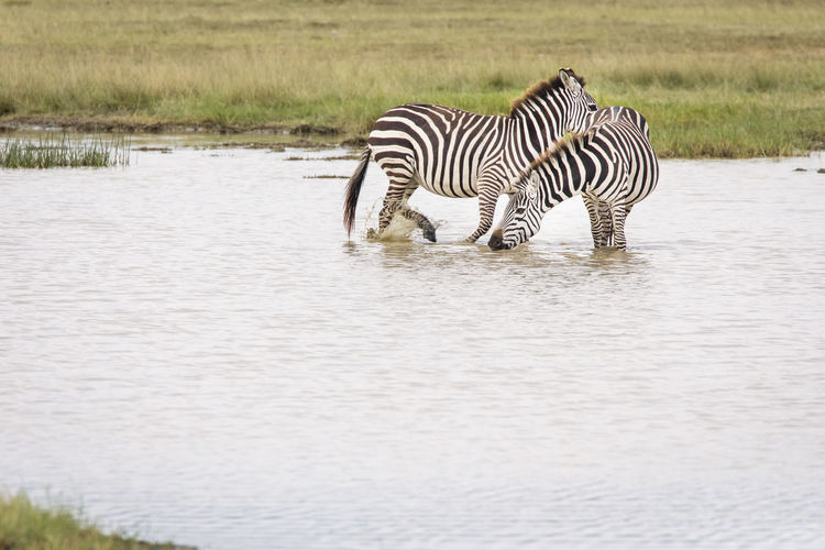 View of zebra drinking water