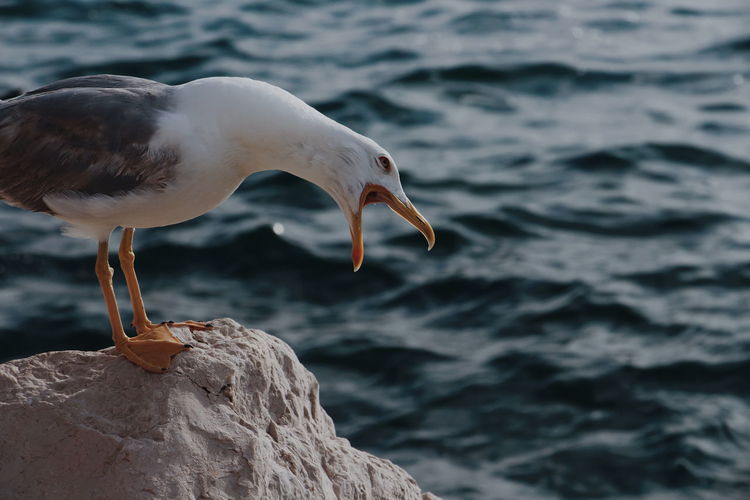 Close-up of seagull perching on rock
