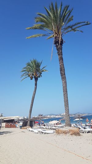 Palm trees on beach against clear blue sky
