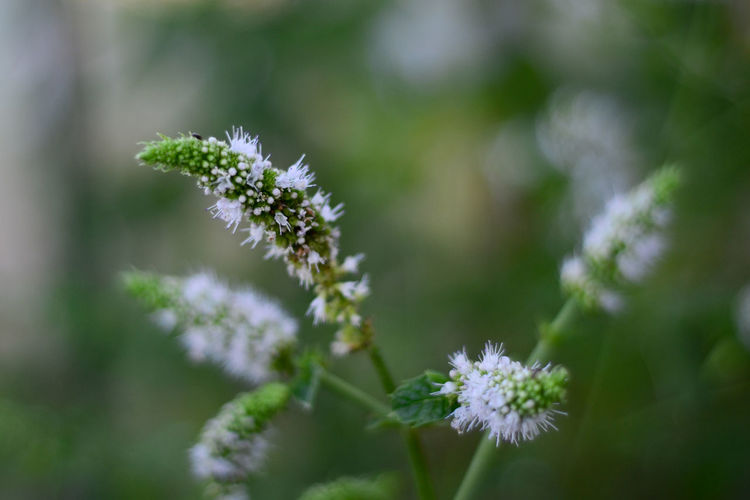 Close-up of flowers growing on plant