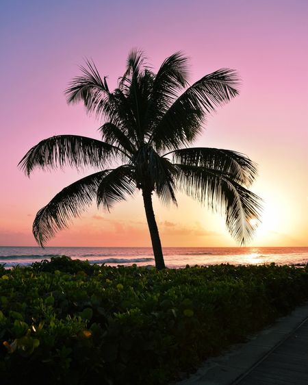 Palm trees at beach during sunset