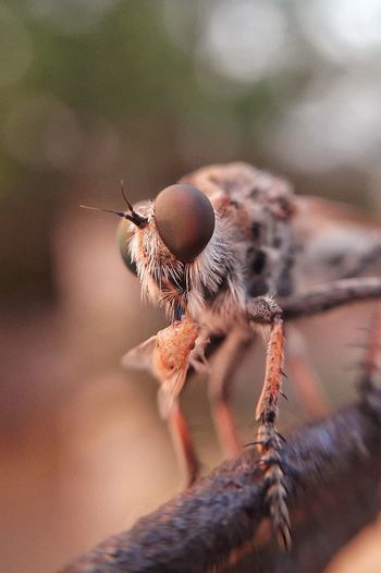 Close-up of insect dragon fly eating its prey
