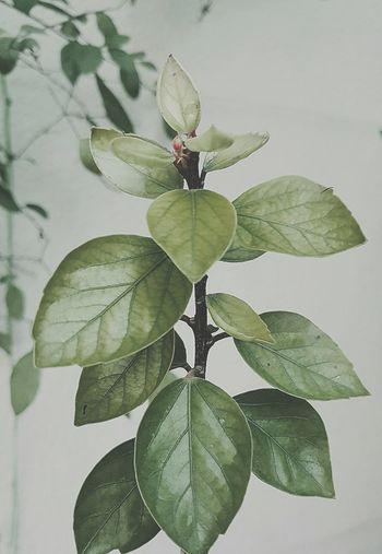 Close-up of green leaf