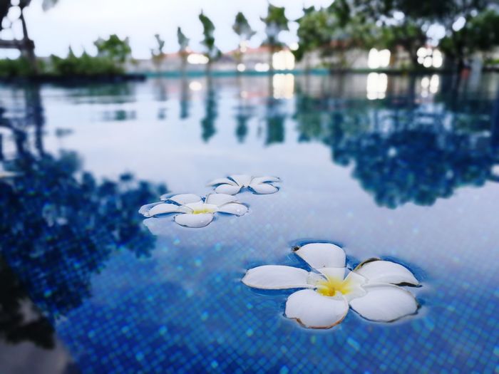Flowers floating in swimming pool