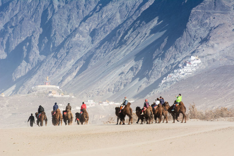 Tourists on camel in sand dunes nubra valley, ladakh, india
