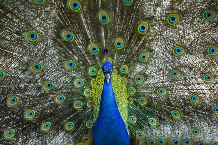 Full frame shot of dancing peacock