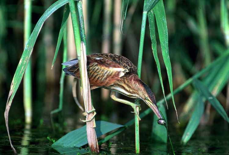 Close-up of bird eating in pond