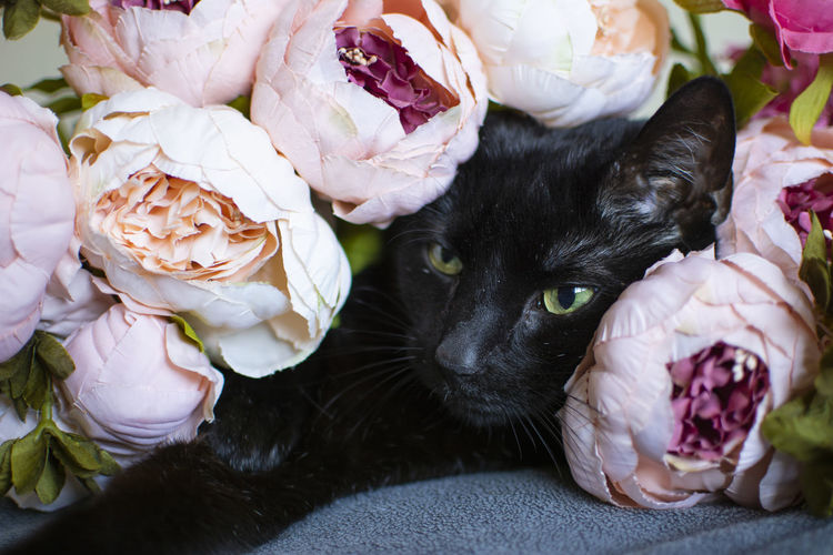 Close-up of a cat with peonies